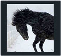 galette-16-horse.jpg