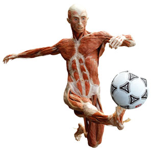 our-body-Soccer.jpg